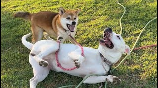 105 Two Girl Dogs Routine Play 08022024 shiba pitbull [upl. by Magdalena]