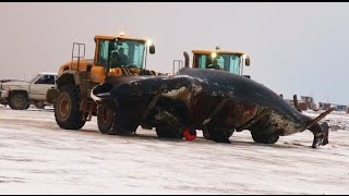 Inupiat Life Barrow Alaska Bowhead Whale Harvest October 5 2014httpsyoutubeAfGHDo6btc 712 [upl. by Frye560]