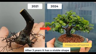 The process of shaping a mini bonsai Diospyros Cathayensis tree [upl. by Michel]