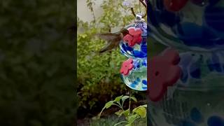 Happiness is when a hummingbird visits our feeder after a year’s wait 🥰 [upl. by Ainalem]