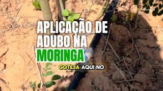 Aplicação de adubo na Moringa oleifera [upl. by Roxane215]