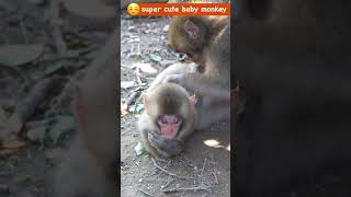 bosom buddy ‼️ Japanese macaque baby monkey ニホンザル snowmonkey [upl. by Asirrak464]