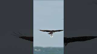 Osprey catches 3 fish at once Can it keep all 3 [upl. by Recor337]