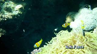 EgyptRed sea Clown Fish Amphiprion bicinctus  Ägypten  Anemonenfische [upl. by Nyra]