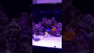 New yellow coris wrasse [upl. by Ugo679]