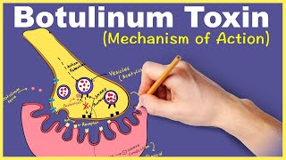 Botulinum Toxin Mechanism of Action [upl. by Beatrice]