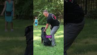 How to Train Your Dog to Come on Command with a Simple Recall Trick [upl. by Aeniah]