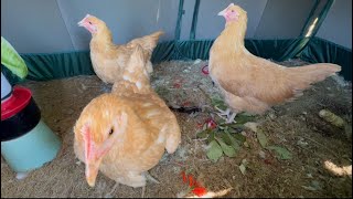 Buff Orpington pullet 🐓three months old chickens☀️☀️☀️earlySeptember [upl. by Ynnaffit]