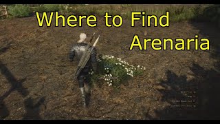 Where to Find Arenaria  The Witcher 3  Where is Arenaria for Specter Oil [upl. by Drhacir]