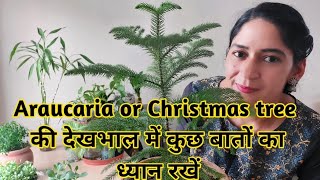 Araucaria plant care  How to grow and care Araucaria plant in pot देखभाल में कुछ बातें ध्यान रखें [upl. by Seessel11]