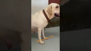 Labrador female coming soon baby dog shortvideos labradoor nitinepthub [upl. by Ellennaj]