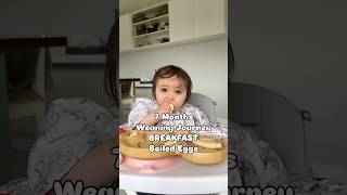 7 Months Weaning babyledweaning weaning blw 7months babynutrition babyfood weaningbaby [upl. by Schweitzer]