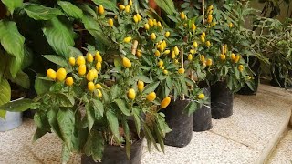 How to grow ornamental peppers from seeds very simply [upl. by Ellekram802]