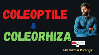 Coleoptile and Coleorhiza [upl. by Alleyne]