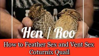 How to Tell Hens From Roos in Coturnix Quail [upl. by Attenal]