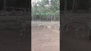 Deer Park Safari  Silvassa [upl. by Ttenneb]