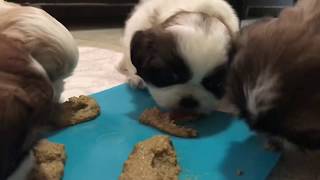 Cachorro prueba alimento por primera vez  La Casita de los Shih Tzu [upl. by Namlas]