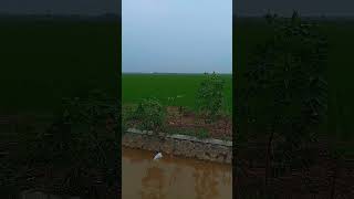 Ijo royoroyo 😍vlogperdesaan sawah sorts video viralvideo [upl. by Norma871]