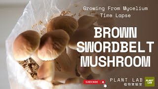 Brown Swordbelt Mushroom  Growing From Mycelium Time Lapse  11 Days 柳松菇  從菌絲體成長到柳松菇的縮時影片 [upl. by Dobbins]