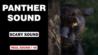 Real Panther Sounds  High Quality  Terrifying Panther Sound Experience  4K [upl. by Hait124]