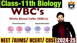 WBCs White Blood cells  Body Fluids And circulation class 11 Biology NEET [upl. by Anuaf]