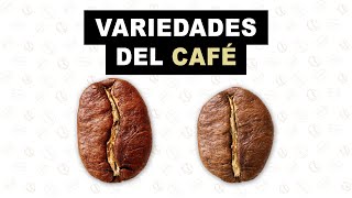 Variedades del café  Se habla café [upl. by Iosep457]