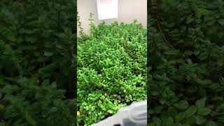 Aquarium Plant Propagation  Emersed Hydroponic Setup [upl. by Ramiah257]