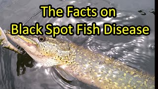 Black Spot Fish Disease  What You Need to Know [upl. by Suiramaj]