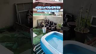 집캉스여름휴가pool세상에서가장시원한행복인줄알았는데온수갑자기노천탕아뜨거제kpophanok [upl. by Tamah725]