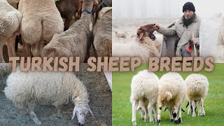 Exploring Turkeys Sheep Breeds  From Rugged Mountains to Cozy Sweaters [upl. by Osi]