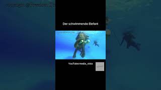 Schwimmender Elefantcool animals elephant [upl. by Andrea]