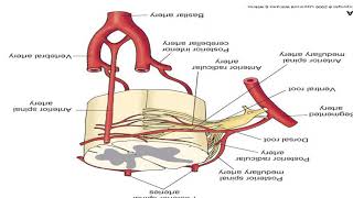 16BLOOD SUPPLY OF BRAIN [upl. by Aydin]