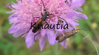 How to Pronounce Knautia [upl. by Nylhtak]