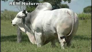 Touro Nelore Rem Noturno Semex [upl. by Letty]