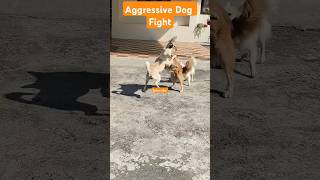 Cute Dog 🐶 🐕🐕🐕🐕shorts ytshort fight [upl. by Cichocki]