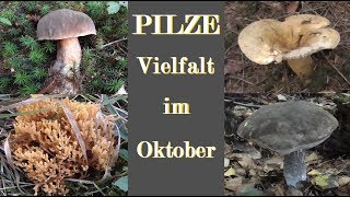 PILZE Vielfalt im goldenen Oktober 🍄 [upl. by Greenfield]