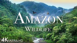 Amazon Wildlife In 4K  Animals That Call The Jungle Home  Amazon Rainforest  Relaxation Film [upl. by Heringer]