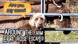 Catch that donkey  Around the Farm Ep 1 Rose Escapes [upl. by Marala]