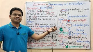 Chemotherapy of Antibiotics Part14 Quinolones Introduction amp Mechanism of Action  Antibiotics [upl. by Bausch]