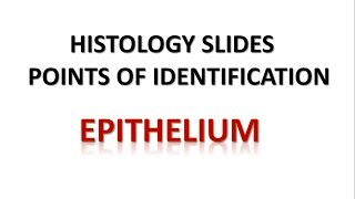 Epithelium Histology Points of Identification [upl. by Esinrahc]