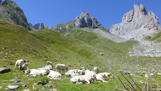 Troupeaux dAnsabère Pyrénées [upl. by Epstein]