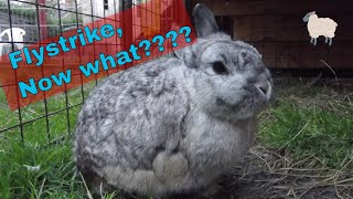 Flystrike in rabbits Treatment and Prevention [upl. by Leon746]