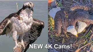 New 4K Eagle amp Osprey Live Cams Captiva Island Cams [upl. by Attikram]