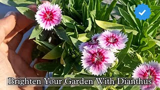 Dianthus Care Tips  How to Grow and Care Dianthus Plant  thegreeneye [upl. by Yecaj]