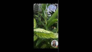 Fides Ann dasalla is live my my plant and the backyard [upl. by Novla]