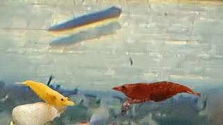 How to Identify and Get Rid of Planaria Worm in a Shrimp Tank  Planaria in the Aquarium [upl. by Eihcir]