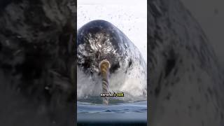 What is the purpose of the narwhal’s tusk An interesting fact you might not know narwhal whale [upl. by Cnut]