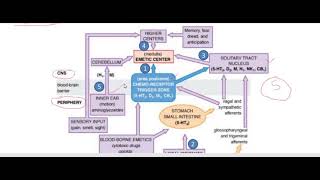 20 Emetics amp antiemetics 01032021 FVASBHUVPTTh [upl. by Ammadis169]