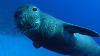 Nature Monk seals in Hawaii [upl. by Demha]