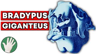 Bradypus Giganteus  Objectivity 42 [upl. by Watters]